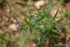 Silene conica
