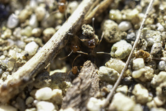 Dorymyrmex bicolor