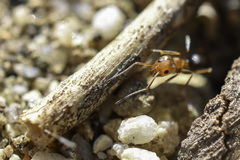 Dorymyrmex bicolor