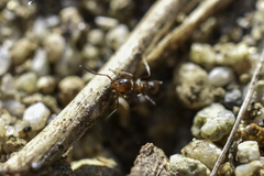 Dorymyrmex bicolor