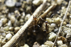 Dorymyrmex bicolor