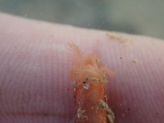 Taeniogyrus dunedinensis