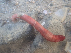 Taeniogyrus dunedinensis