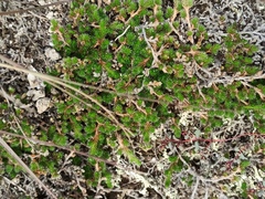 Selaginella peruviana