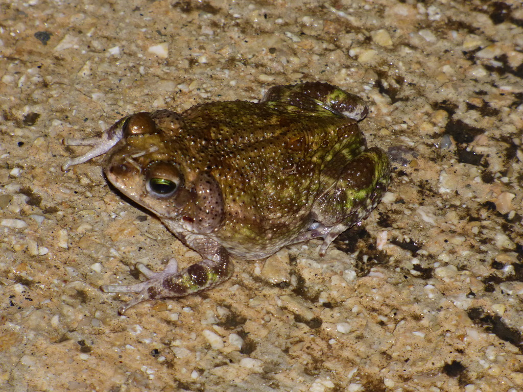 Cuban Small-Eared Toad