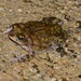 Cuban Small-eared Toad - Photo (c) Kristin A. Bakkegard, some rights reserved (CC BY-NC), uploaded by Kristin A. Bakkegard
