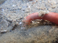 Taeniogyrus dunedinensis