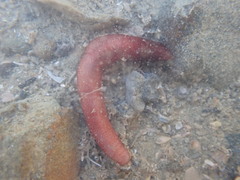 Taeniogyrus dunedinensis