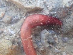 Taeniogyrus dunedinensis