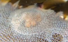 Corambe pacifica
