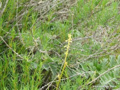 Reseda stricta