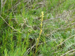 Reseda stricta