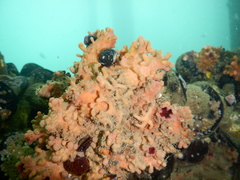 Pyura chilensis