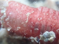 Taeniogyrus dunedinensis