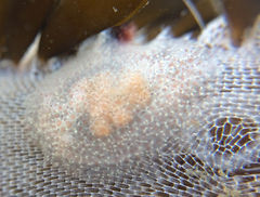 Corambe pacifica