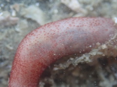 Taeniogyrus dunedinensis