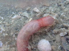 Taeniogyrus dunedinensis