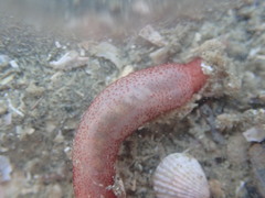 Taeniogyrus dunedinensis