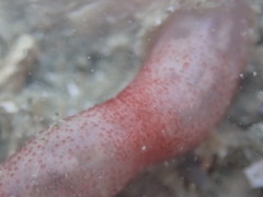 Taeniogyrus dunedinensis