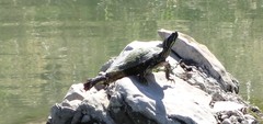 Pseudemys gorzugi
