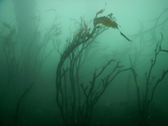 Lessonia trabeculata