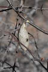 Rothschildia cinctus