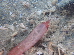 Taeniogyrus dunedinensis