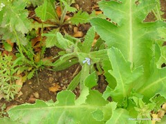Papaver somniferum