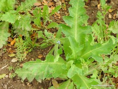 Papaver somniferum