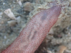 Taeniogyrus dunedinensis