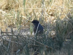 Spizella passerina