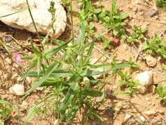 Silene conica