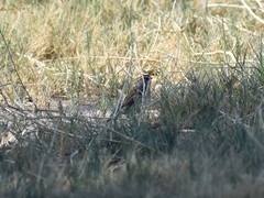 Spizella passerina