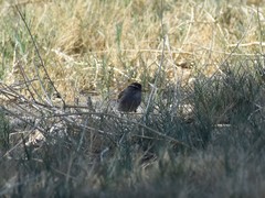 Spizella passerina