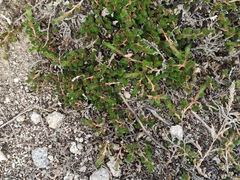 Selaginella peruviana