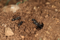 Cataglyphis piliscapa