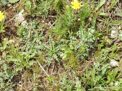 Atractylis cancellata