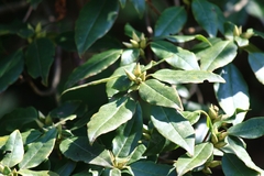 Rhododendron latoucheae