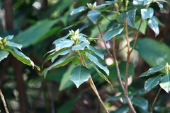 Rhododendron latoucheae