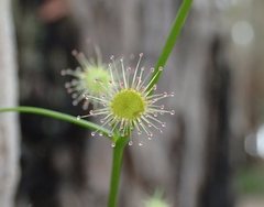 Drosera pallida