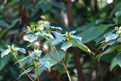 Rhododendron latoucheae