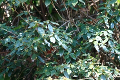 Rhododendron latoucheae