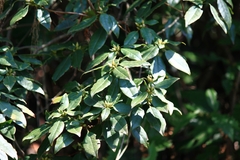 Rhododendron latoucheae
