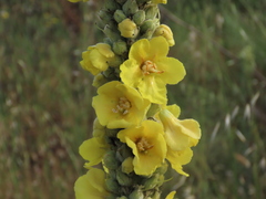 Verbascum giganteum