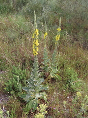 Verbascum giganteum