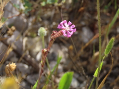 Silene secundiflora