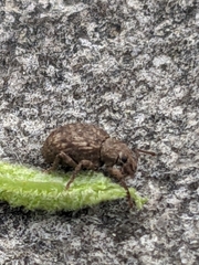 Myosides seriehispidus