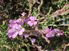 Limoniastrum monopetalum