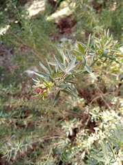 Adenocarpus hispanicus