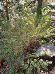 Adenocarpus hispanicus